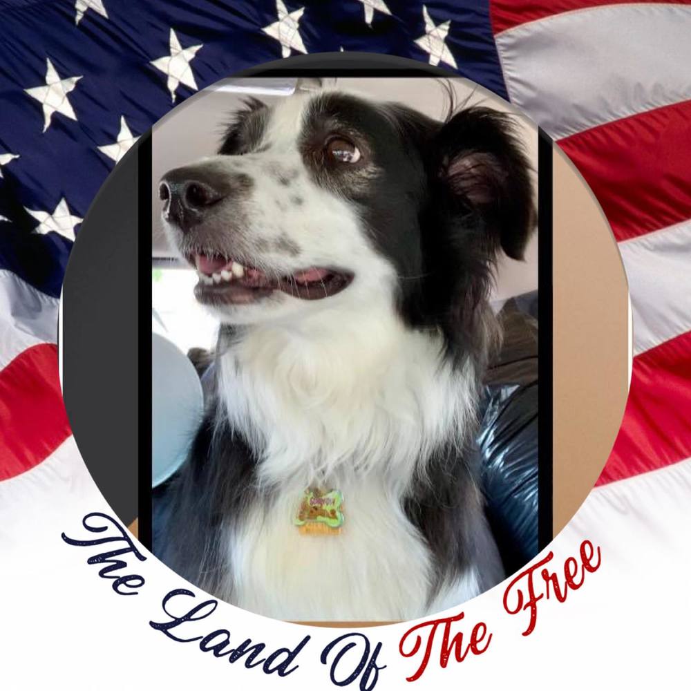 Meet your Posher, Clydi